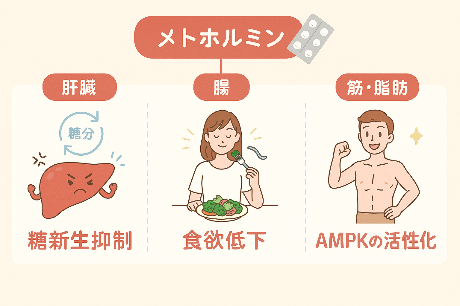 メトホルミンの作用機序を示す図