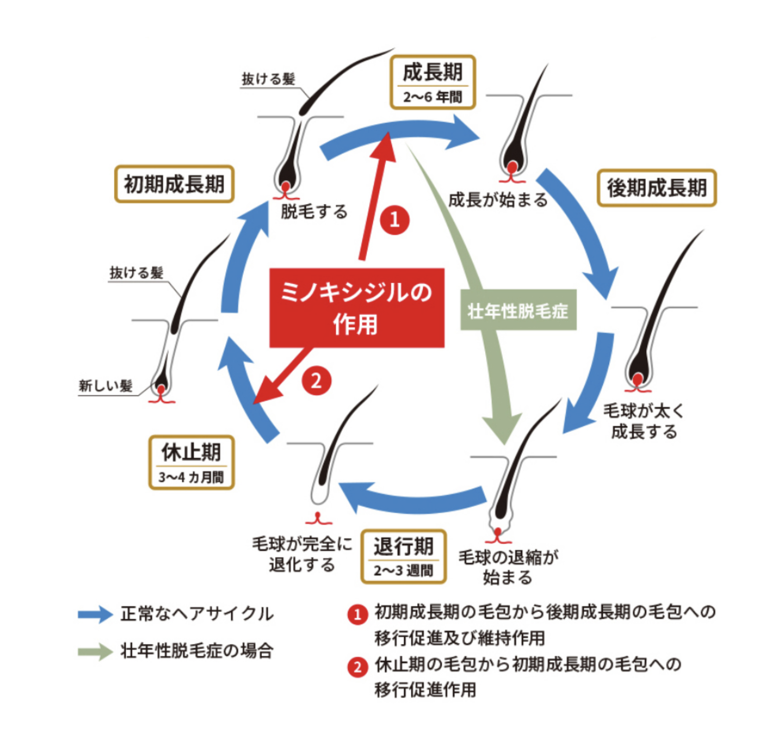 ミノキシジルの作用機序を示す図